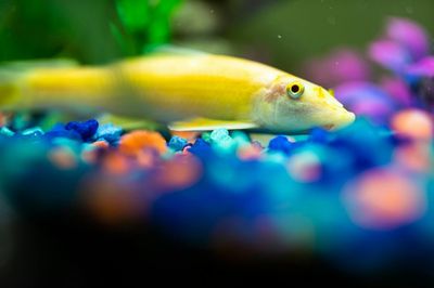 Anticloro para acuario: 5 acondicionadores