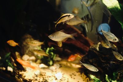 Mejor sustrato para acuario: 4 comparados