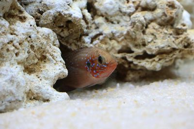 Kit acuario principiantes: cuál comprar
