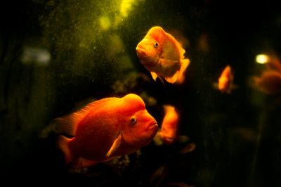 Mejor test de agua para acuario: 4 comparados