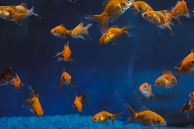 Mejor filtro para acuario: 4 comparados