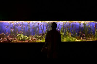 Mejores sifones para acuario: 5 comparados