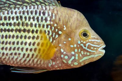 Peces para acuario comunitario compatibles