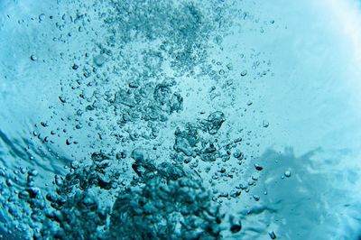 Algas acuario: tipos y cómo eliminarlas