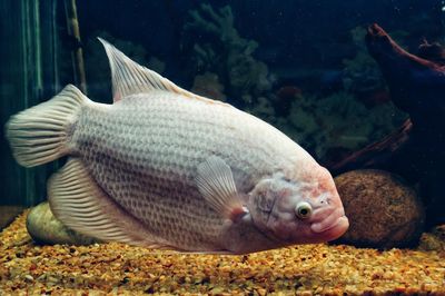 Mejor comida peces tropicales: tipos y cantidad