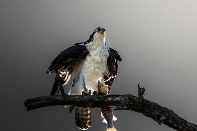 Oxigenador de acuario: 3 bombas de aire