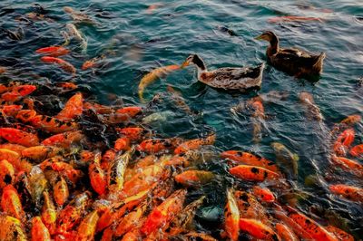 Peces para principiantes: 10 fáciles de cuidar