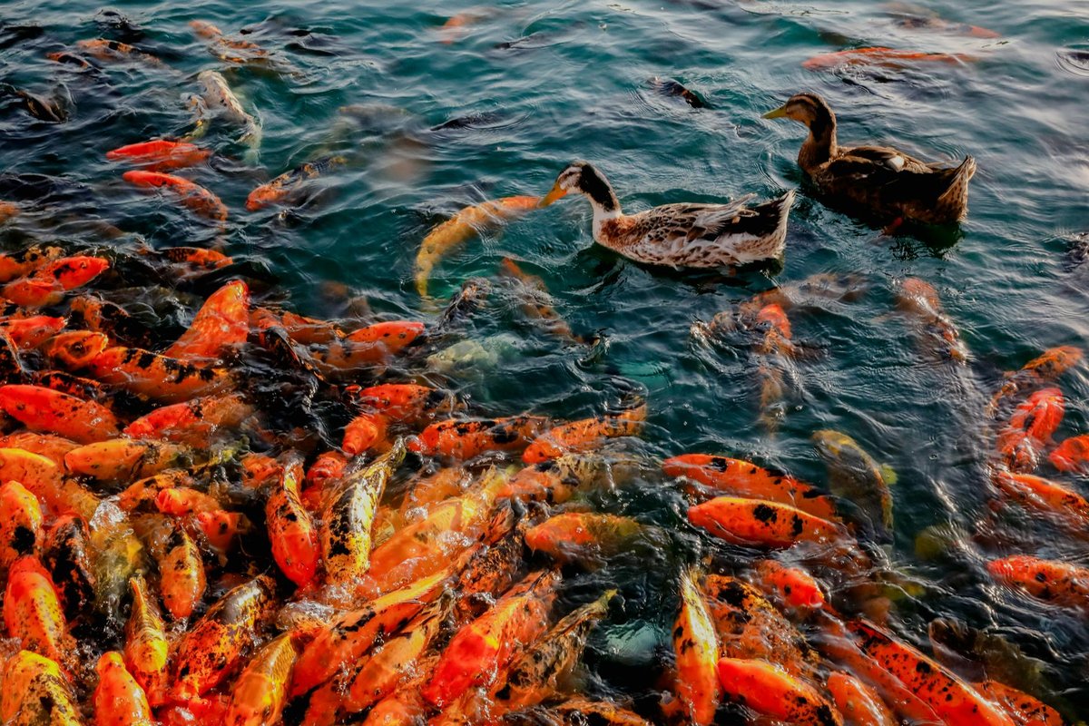 Los 10 peces más fáciles para principiantes