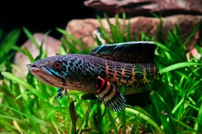 Mejor calentador de acuario: 4 comparados