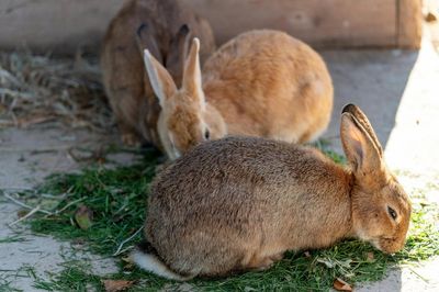 Mejor heno para conejos: 4 comparados
