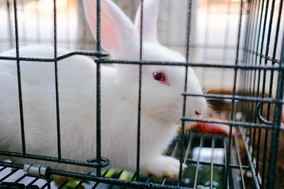 Mejor pienso para conejos: 4 comparados
