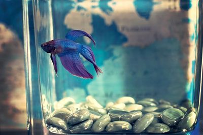 Pez betta cuidados: acuario y enfermedades