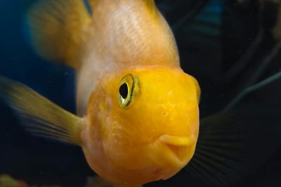 Pez en el fondo del acuario: causas y qué hacer