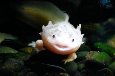 Por qué se mueren mis peces: causas y qué hacer
