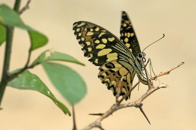 Nitritos altos acuario: causas y cómo bajarlos