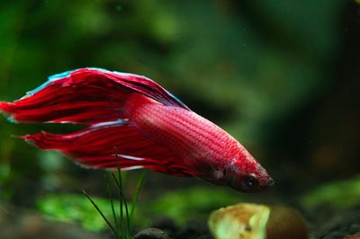 Caracoles en el acuario: cómo eliminar la plaga