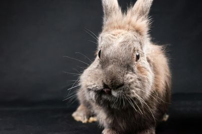 Razas de conejo enano: las 7 más populares